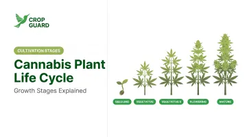 Cannabis Plant Life Cycle: Growth Stages Explained