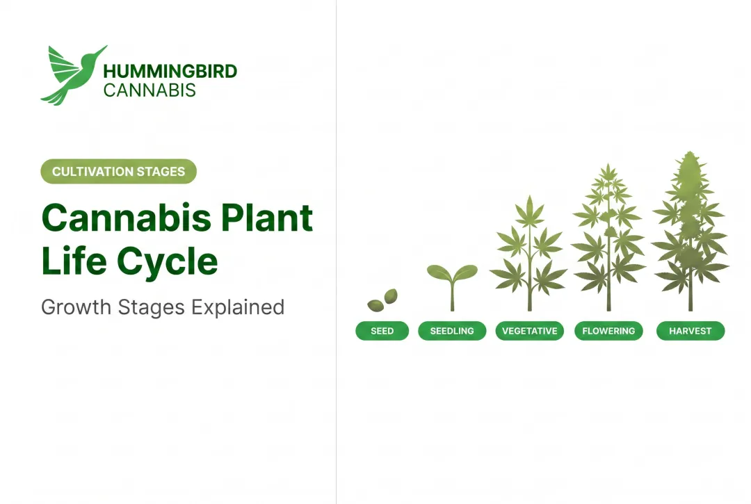 Cannabis Plant Life Cycle: Growth Stages Explained