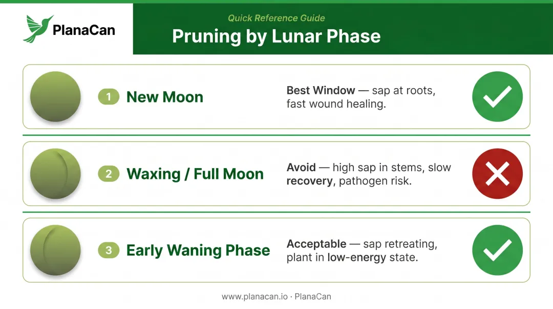 Cannabis pruning timing dos and don'ts by lunar phase quick reference guide