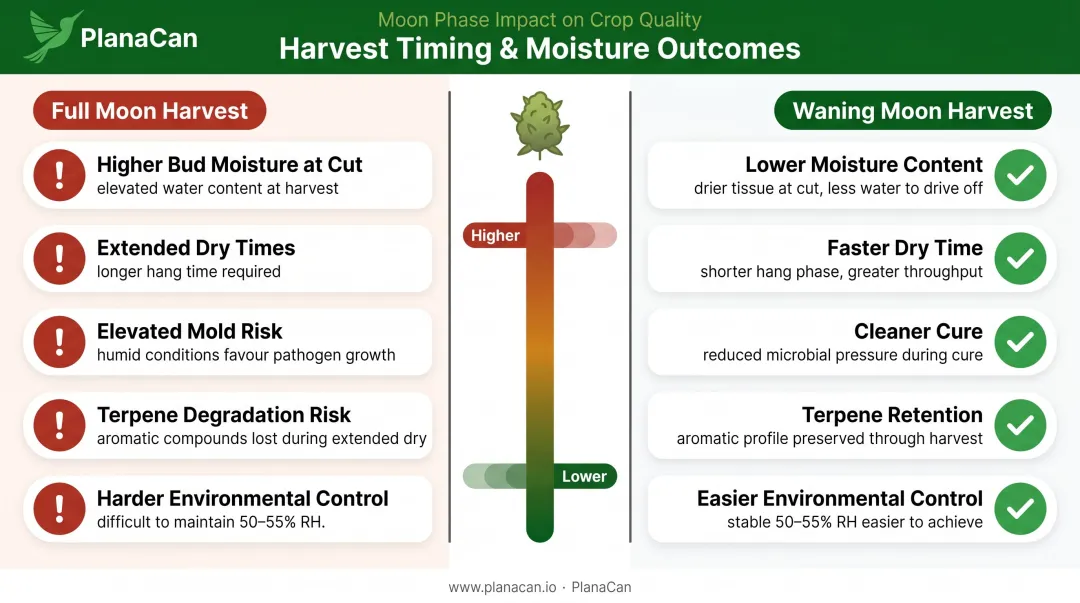Full moon harvest versus waning moon harvest moisture and drying time comparison