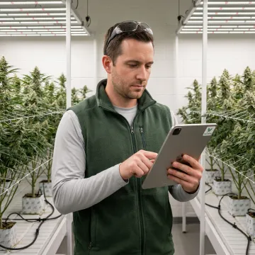 Cannabis cultivation team using software in a grow room