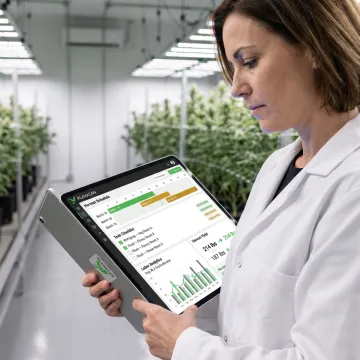 Cannabis operations manager reviewing cultivation software