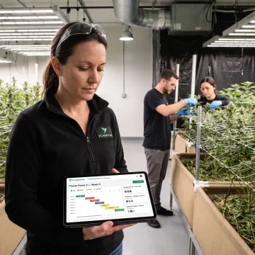Grow manager reviewing cultivation schedules and team activity