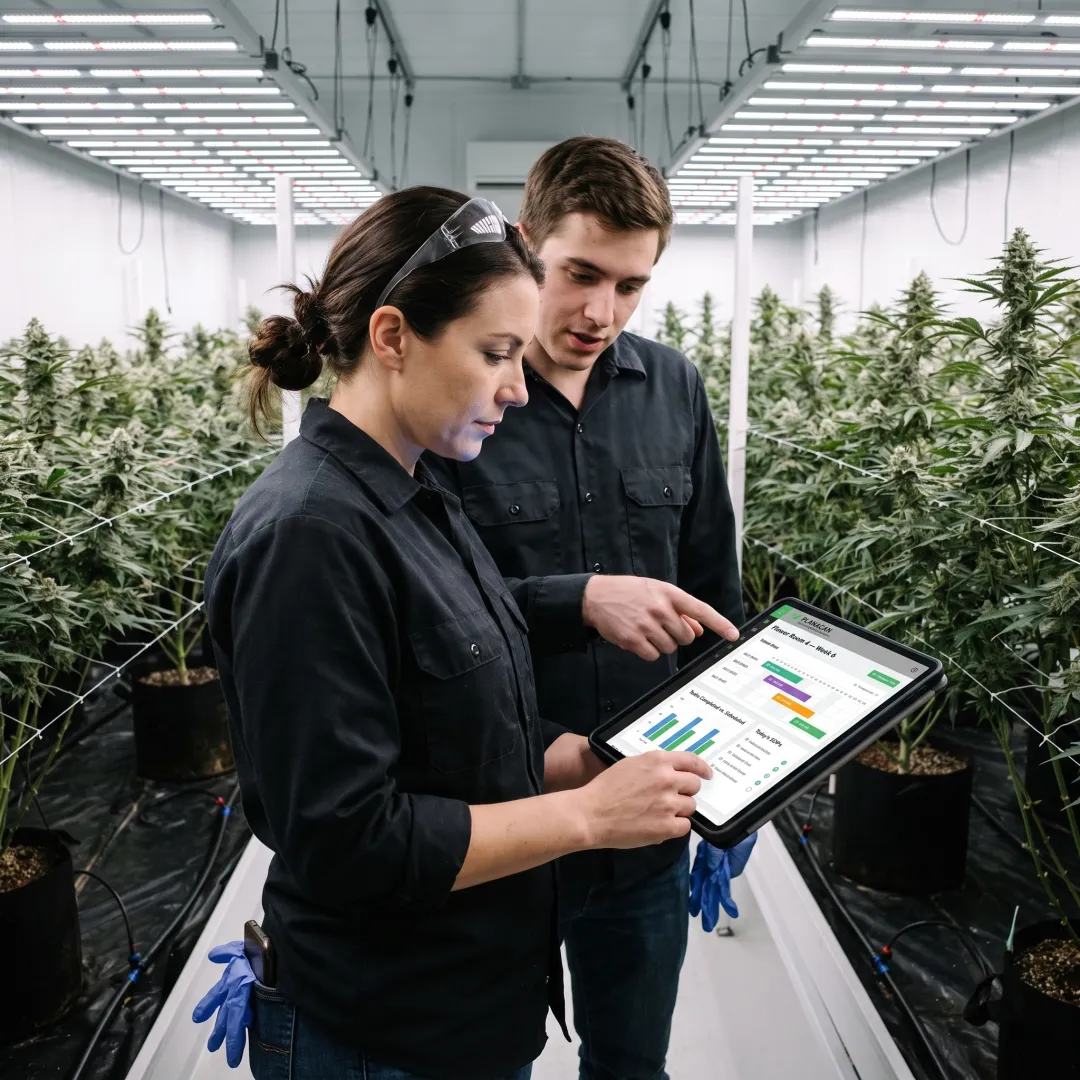 Cultivation manager reviewing cannabis grow tracking dashboard