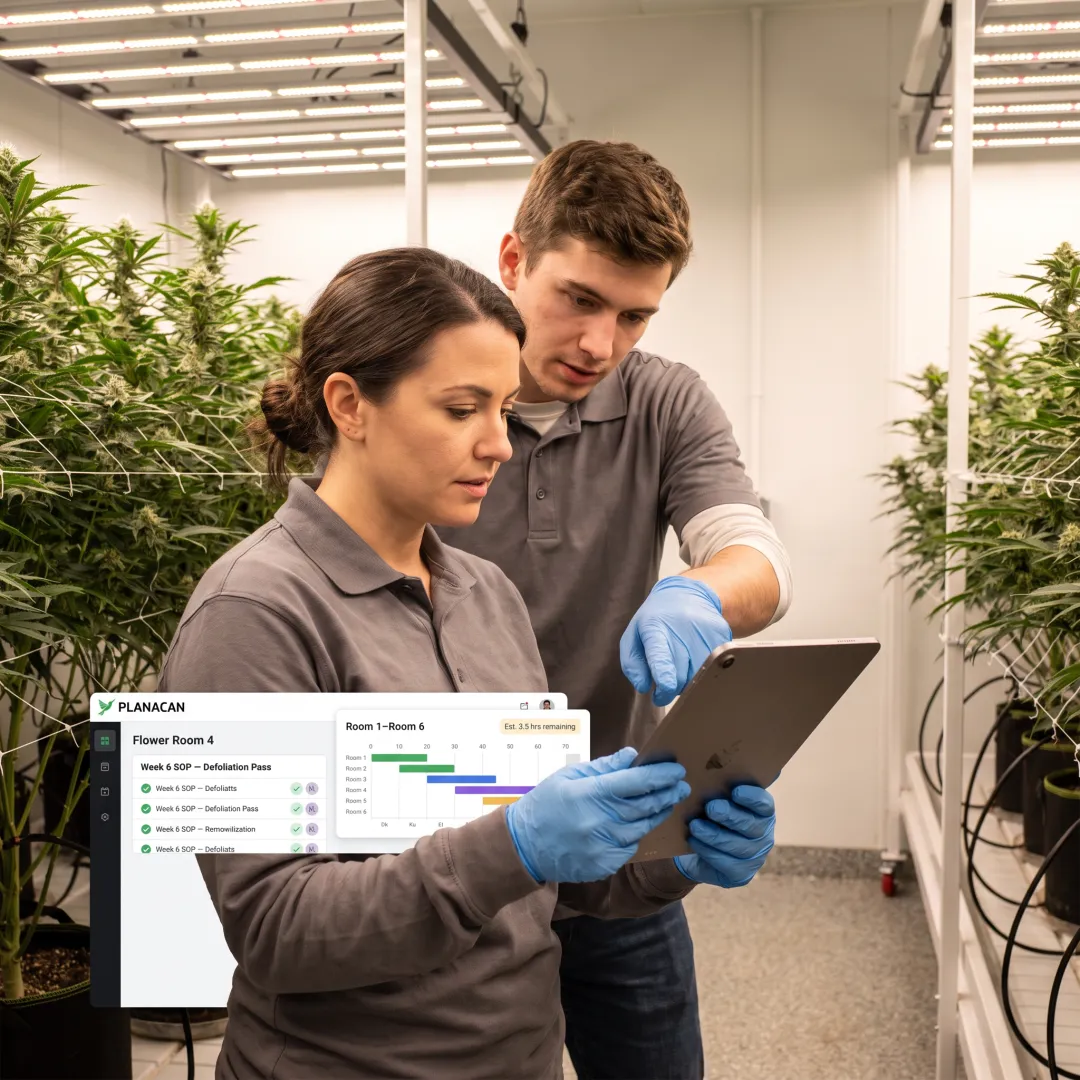Cultivation team reviewing digital SOPs