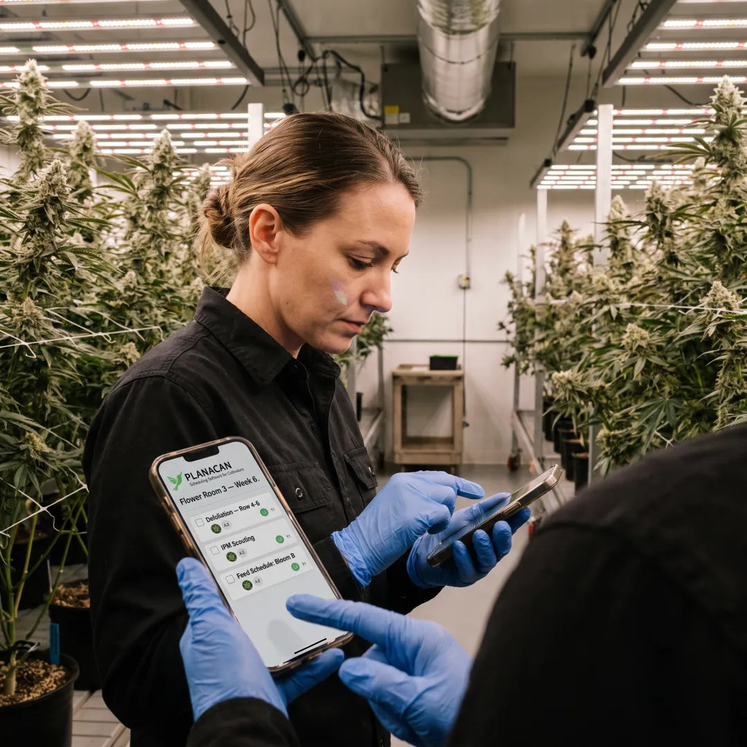 Grower using cultivation management software in a flower room