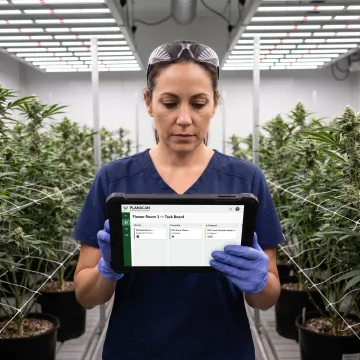 Cultivation manager reviewing compliance tasks in a cannabis grow room