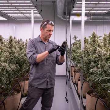 Cultivator completing a digital task in a grow room