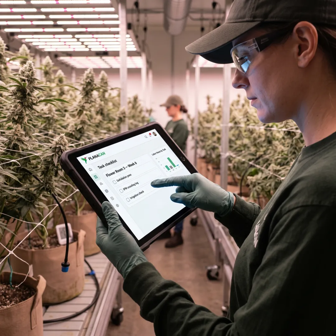 Cultivator reviewing compliance tasks on a tablet