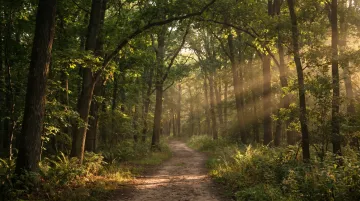 Lush forest preserve trail with dappled sunlight and natural woodland canopy
