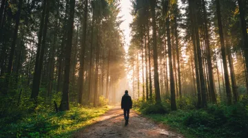 Writer walking through forest trail surrounded by trees and natural light