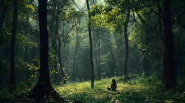 Person practicing forest bathing in sunlit woodland nature immersion setting