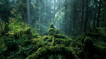 Olympic Peninsula Hoh Rain Forest ancient moss-draped trees in misty Pacific Northwest wilderness