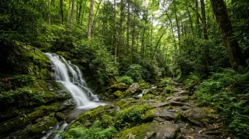 Great Smoky Mountains waterfall trail surrounded by dense lush forest foliage