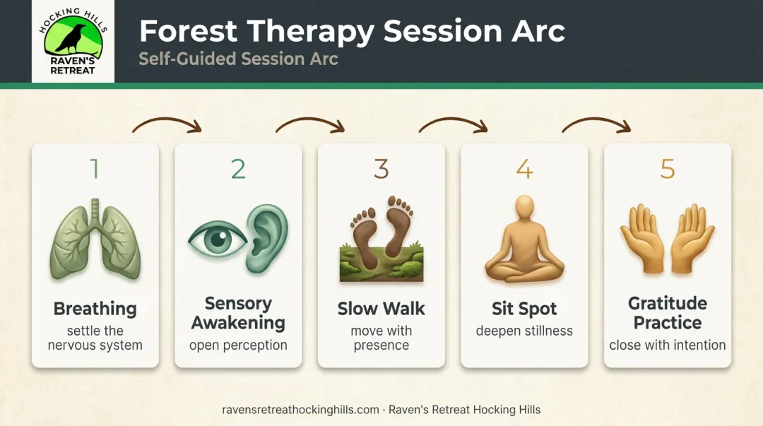 Forest therapy full session arc five-stage sequence from breathing to gratitude