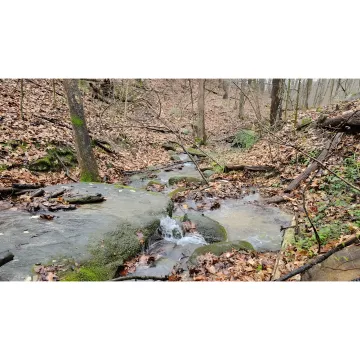 Forest therapy guide leading mindful walking