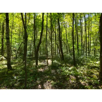 Forest Bathing at Botanical Gardens