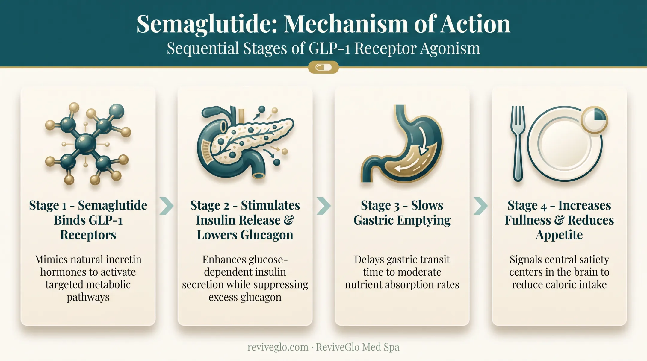 GLP-1 receptor activation mechanism reducing appetite and slowing digestion