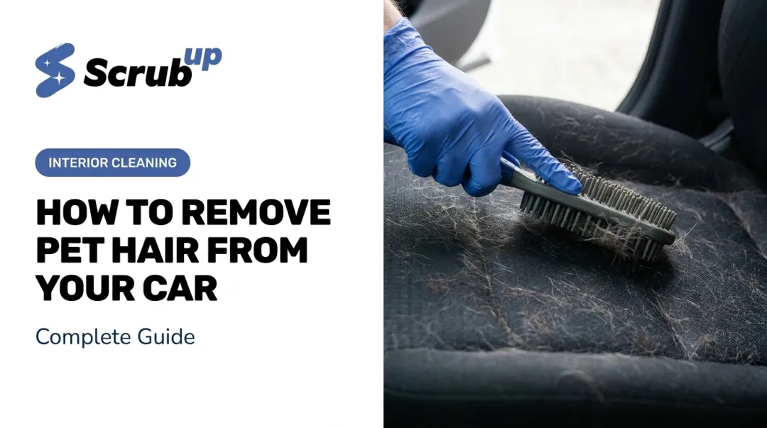 How to Remove Pet Hair from Your Car: Complete Guide