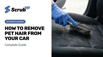How to Remove Pet Hair from Your Car: Complete Guide