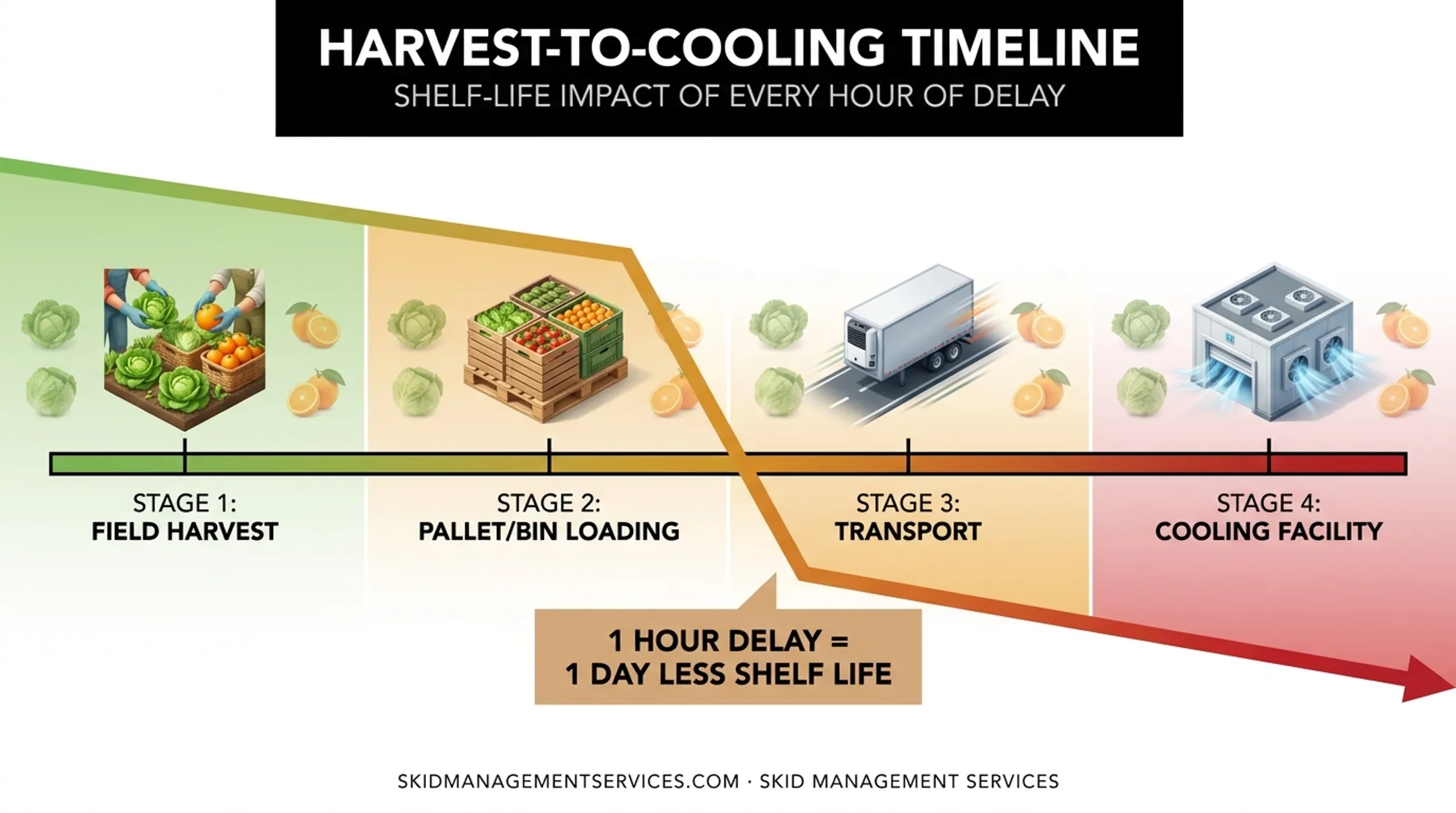 Field-to-packhouse cold chain timeline showing cooling delay impact on shelf life