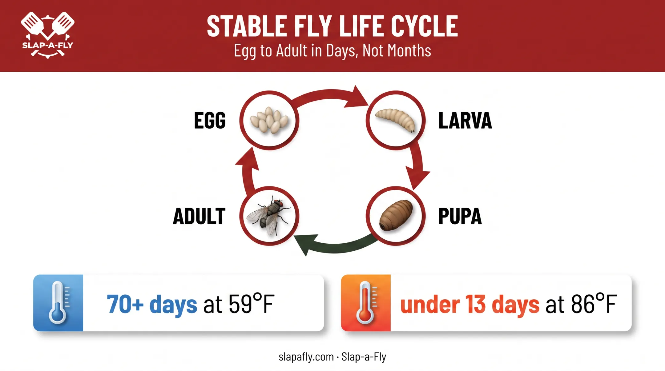 Stable fly life cycle stages from egg to adult by temperature