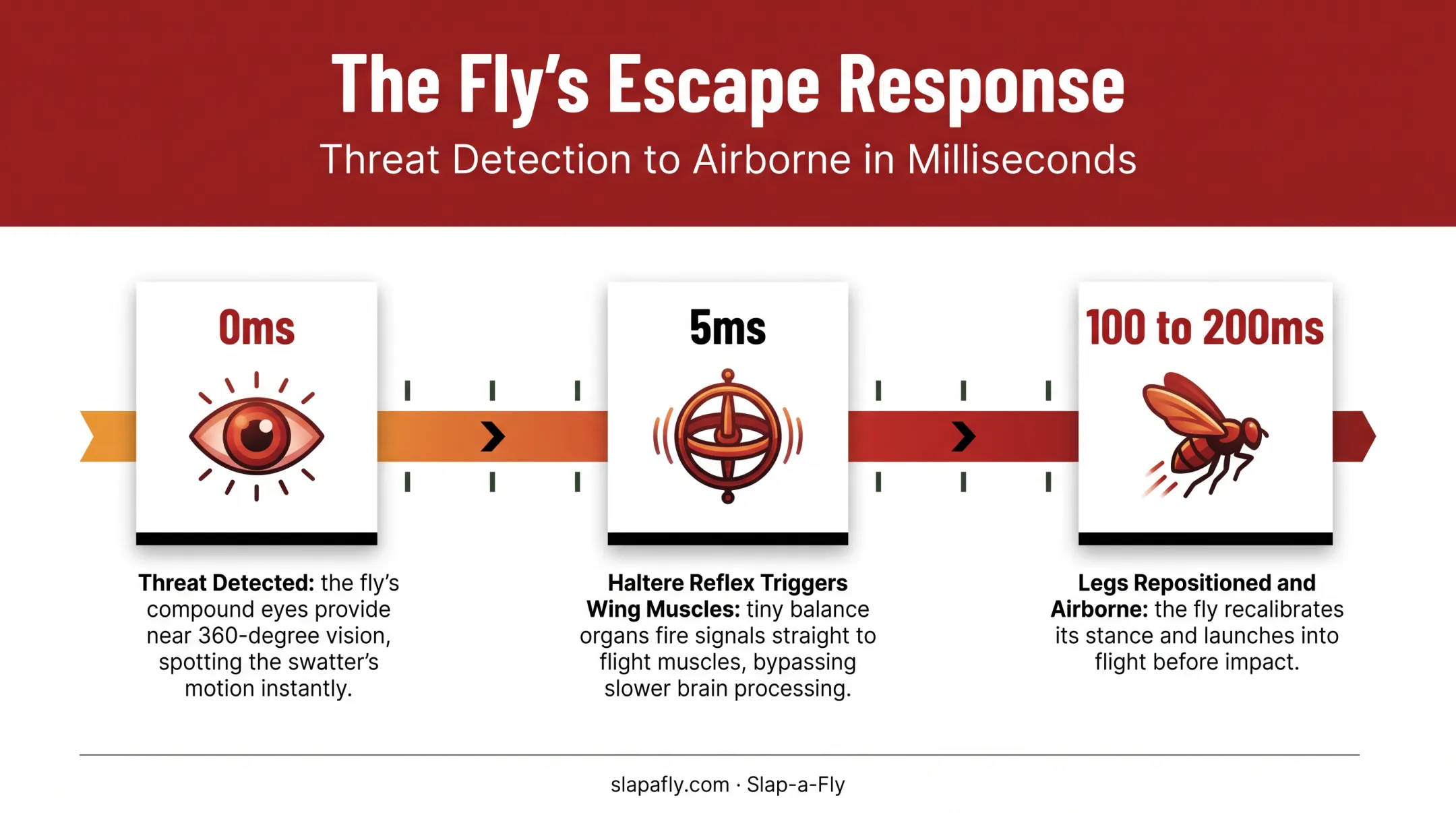 Fly reaction timeline showing halteres vision and escape response milliseconds