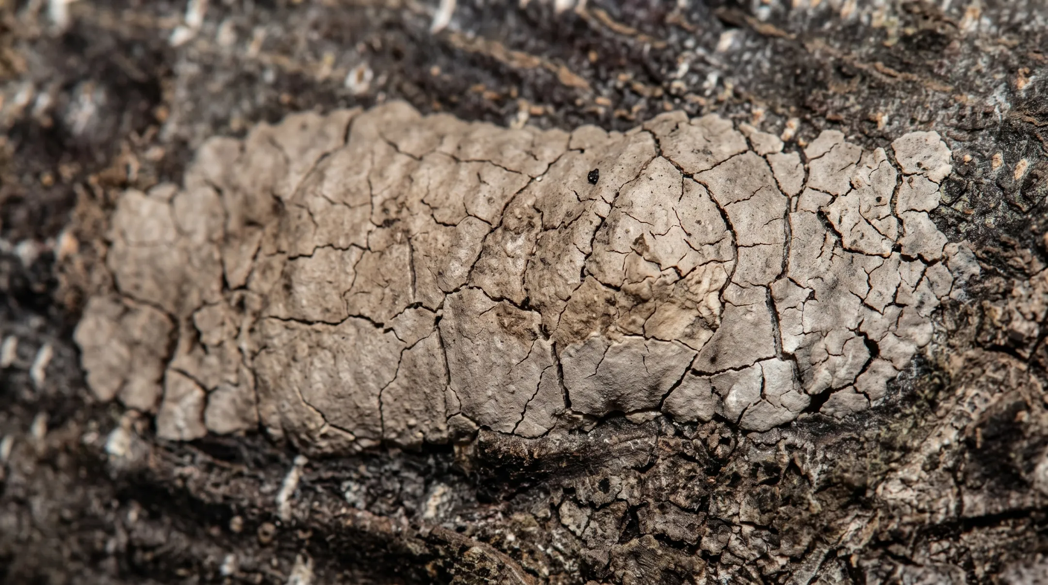 Spotted lanternfly egg mass on tree bark showing putty-like texture