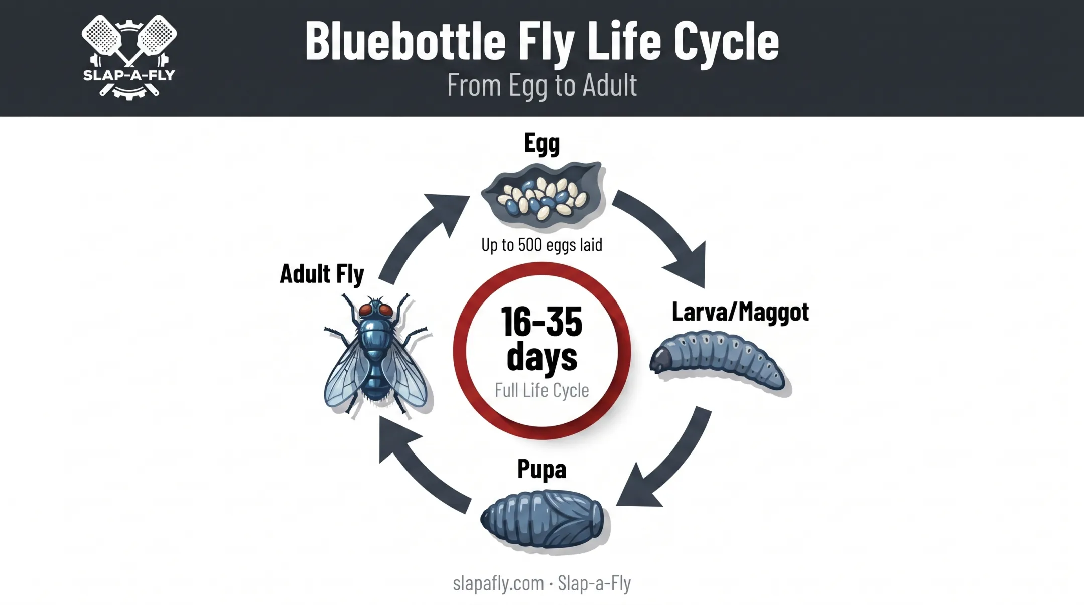 Bluebottle fly life cycle from egg to adult in 16 to 35 days