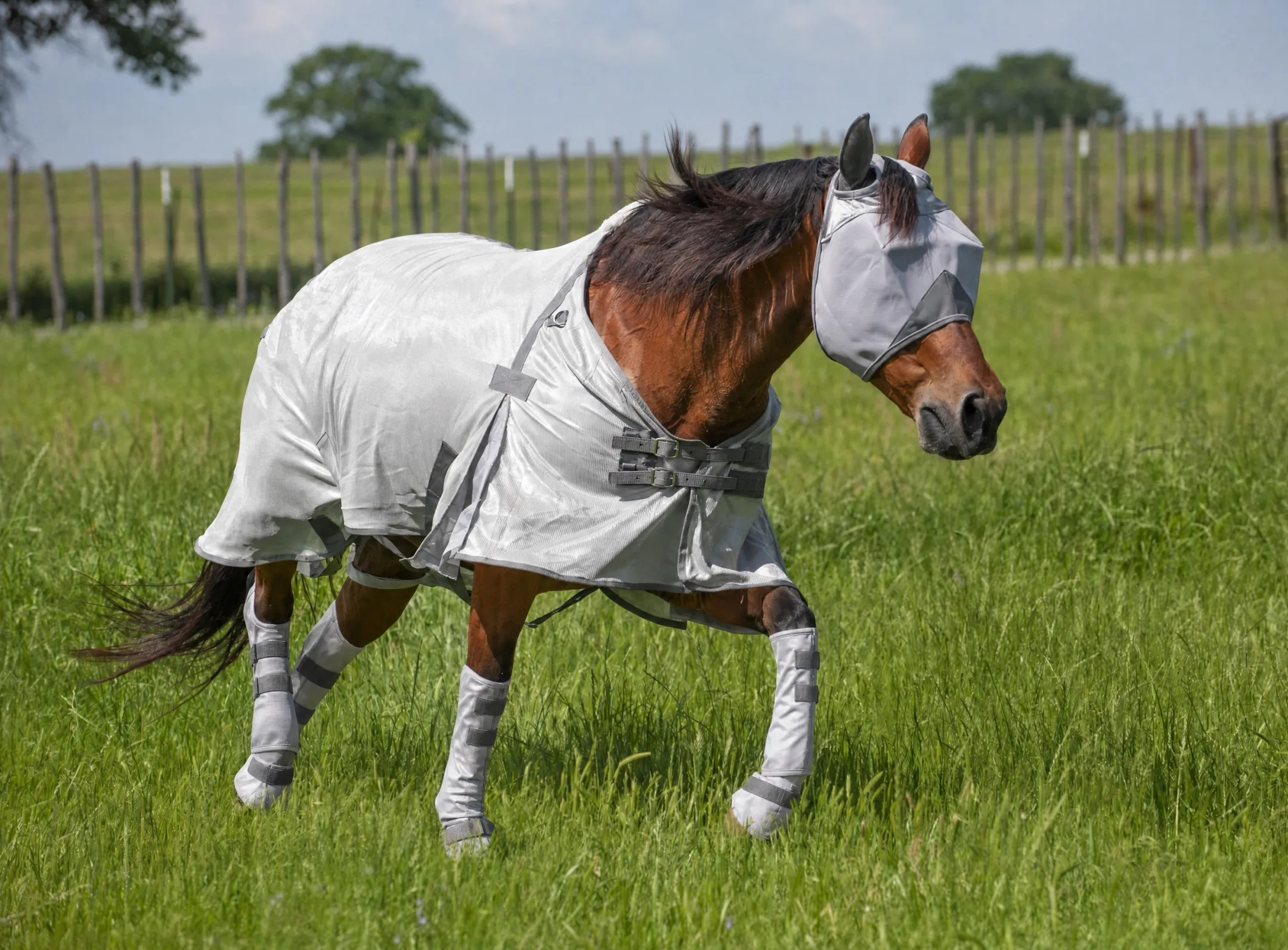 Horse wearing fly mask sheet and boots for full body protection