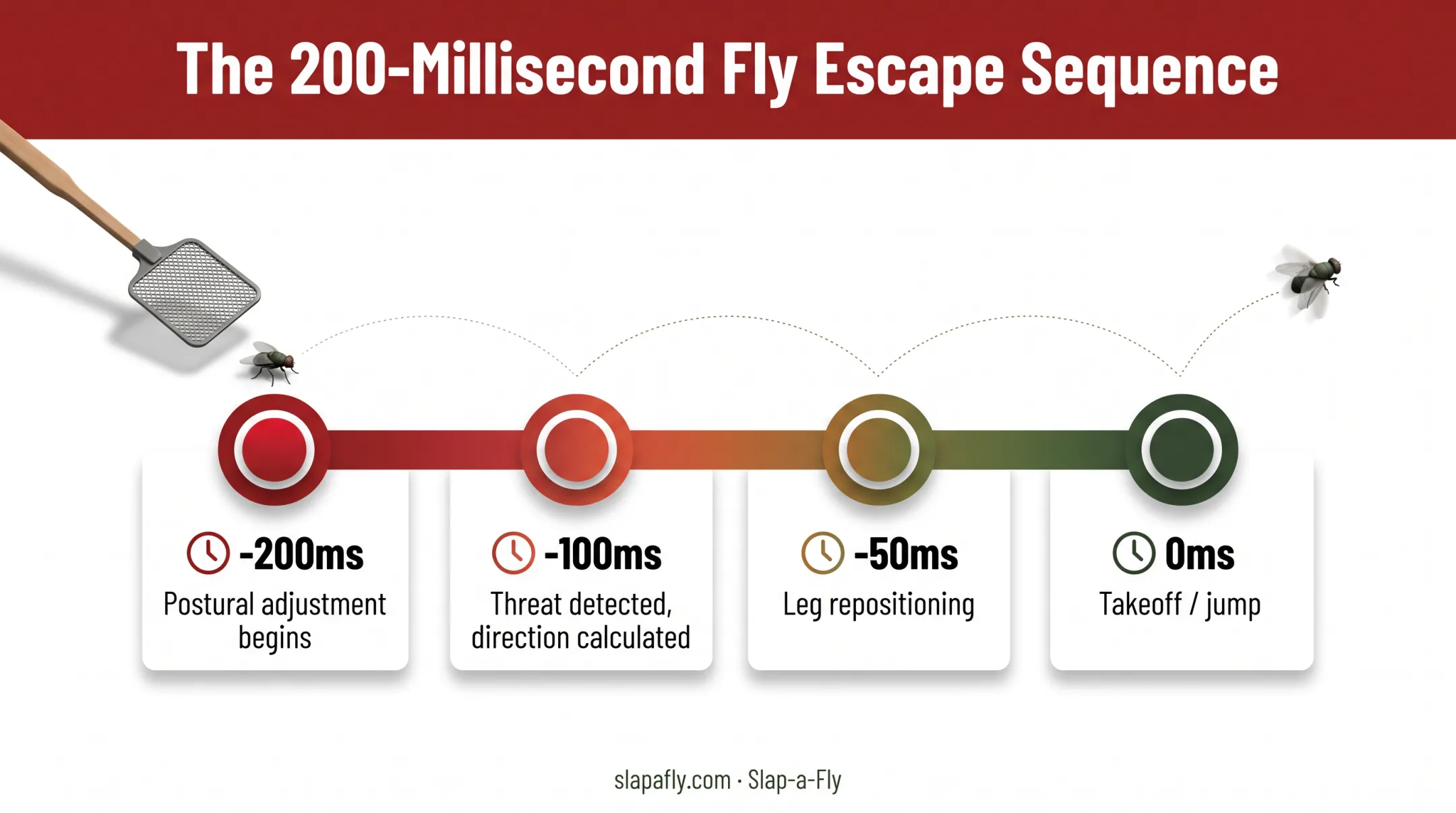 Fly escape response timeline showing 100 millisecond threat detection sequence