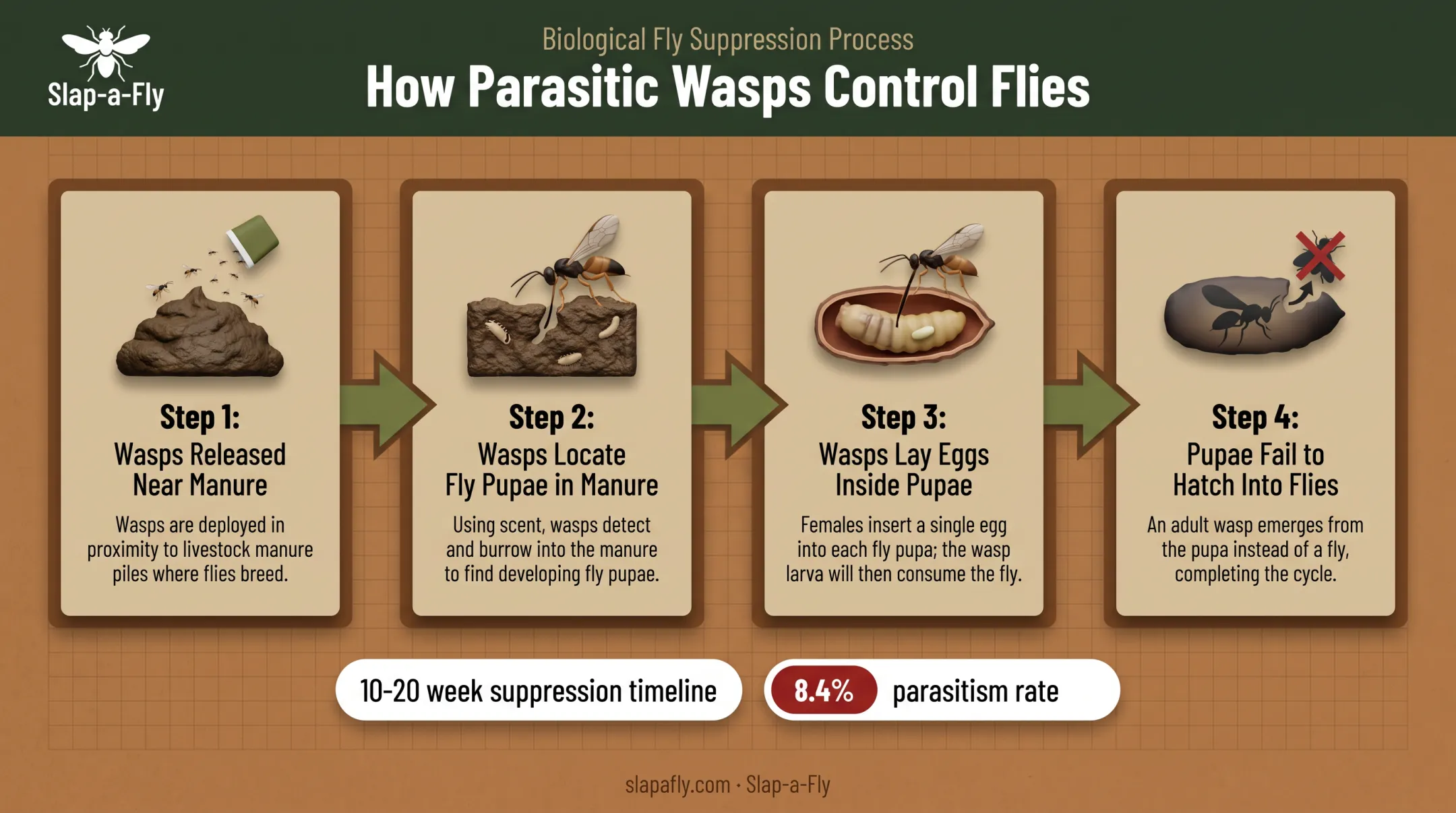Fly predator parasitic wasp life cycle targeting manure pupae