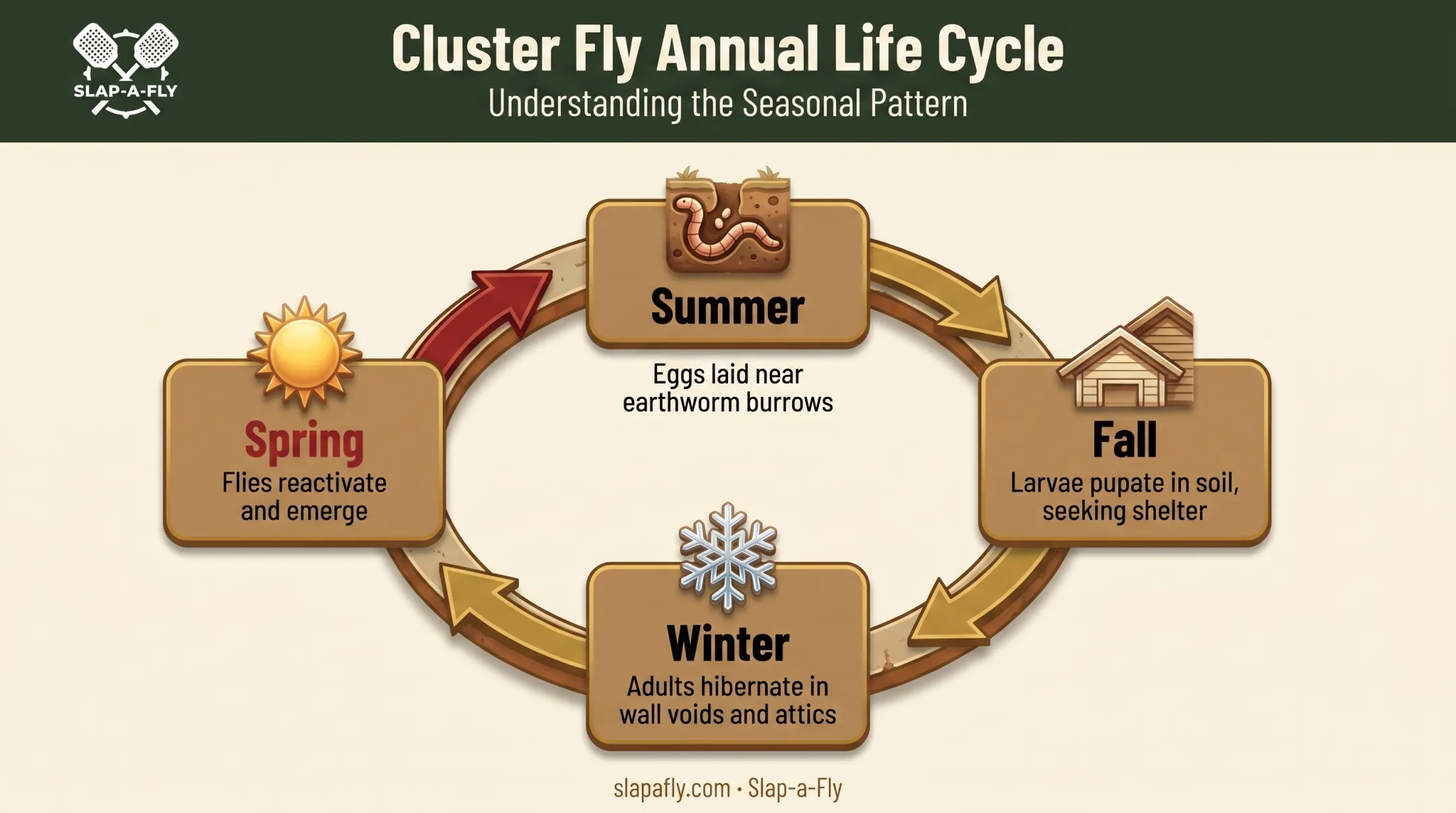 Cluster fly lifecycle from summer egg-laying to spring emergence