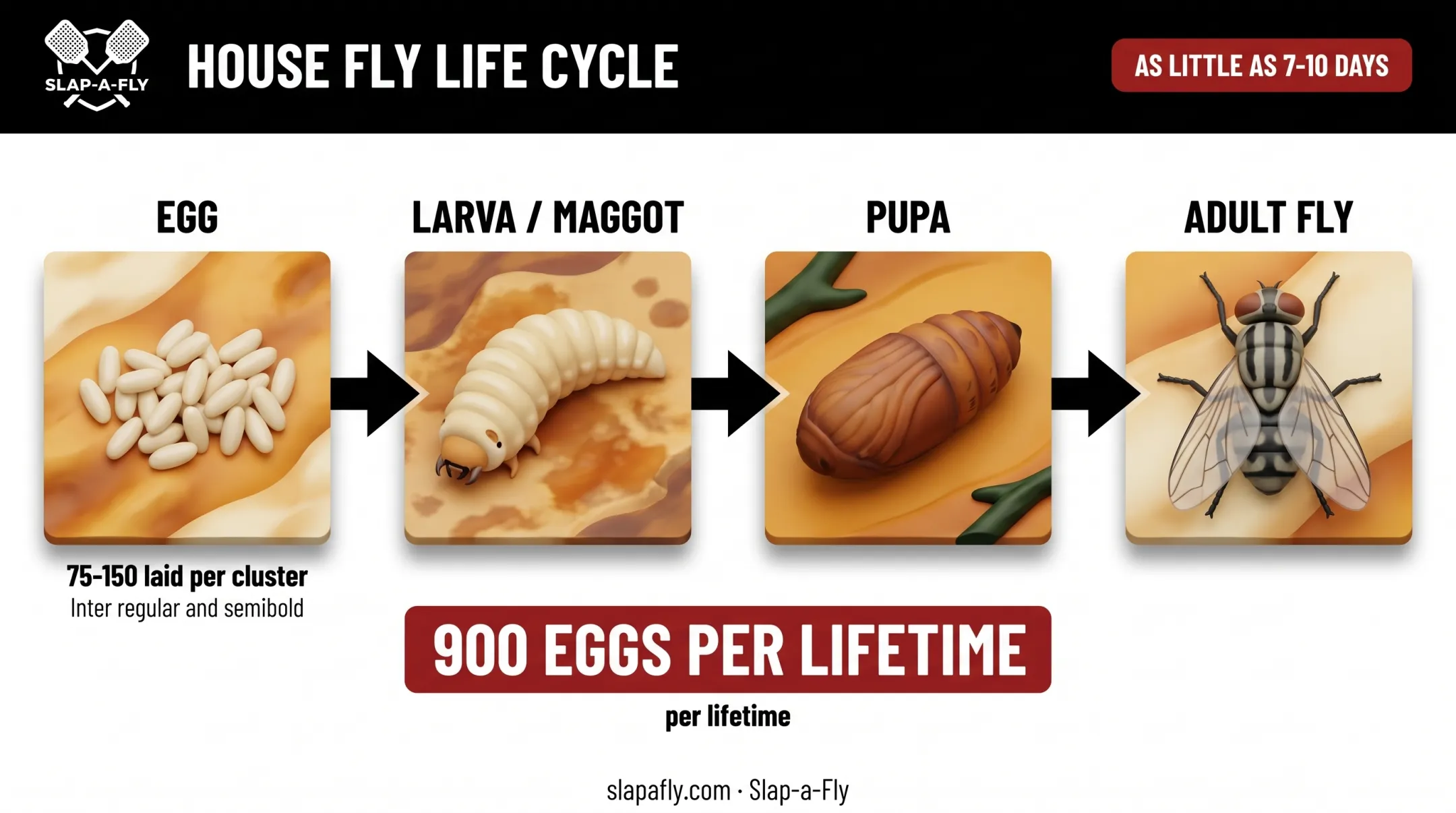 House fly life cycle from egg to adult in two weeks