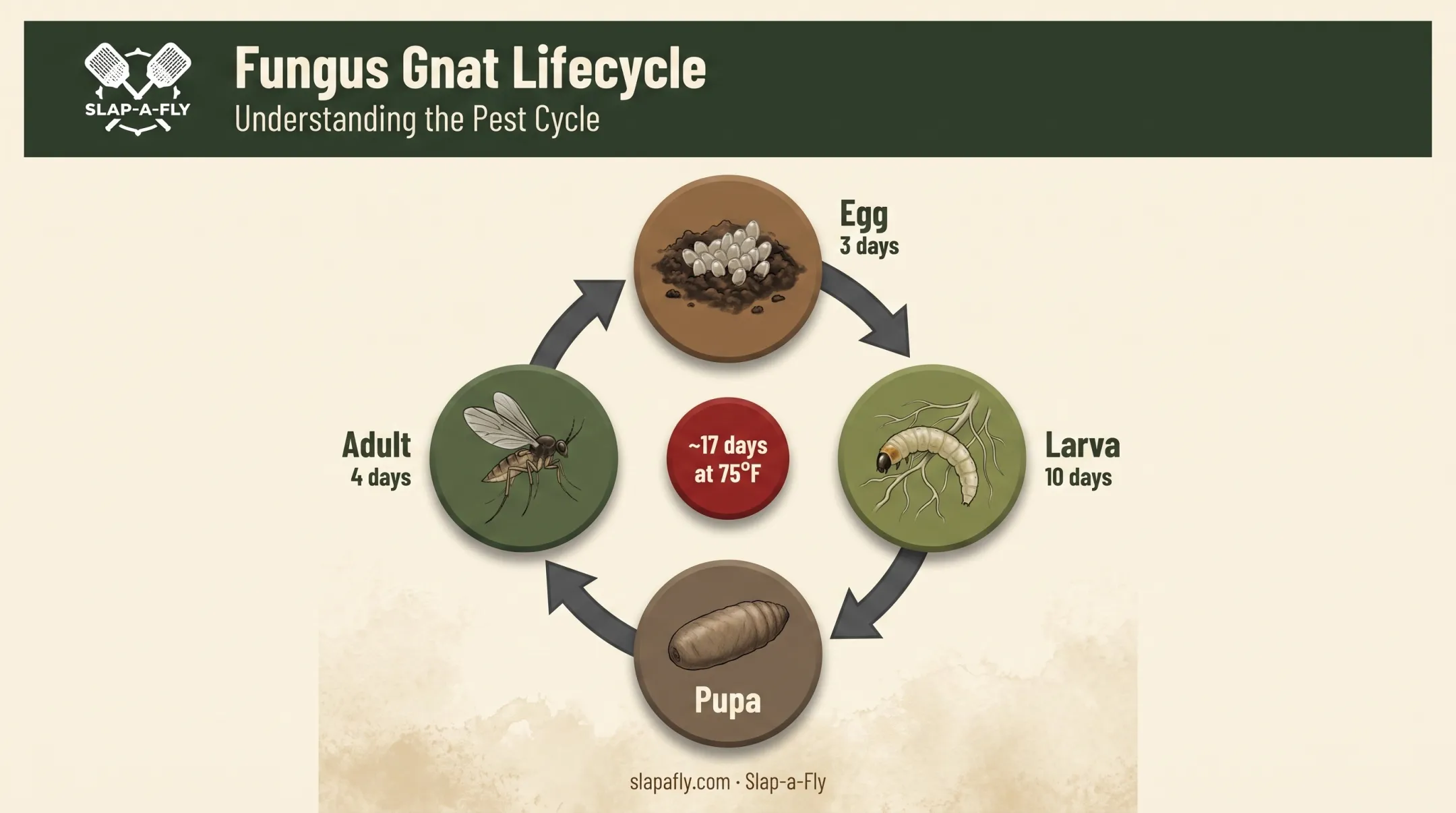 Fungus gnat four-stage lifecycle from egg to adult diagram