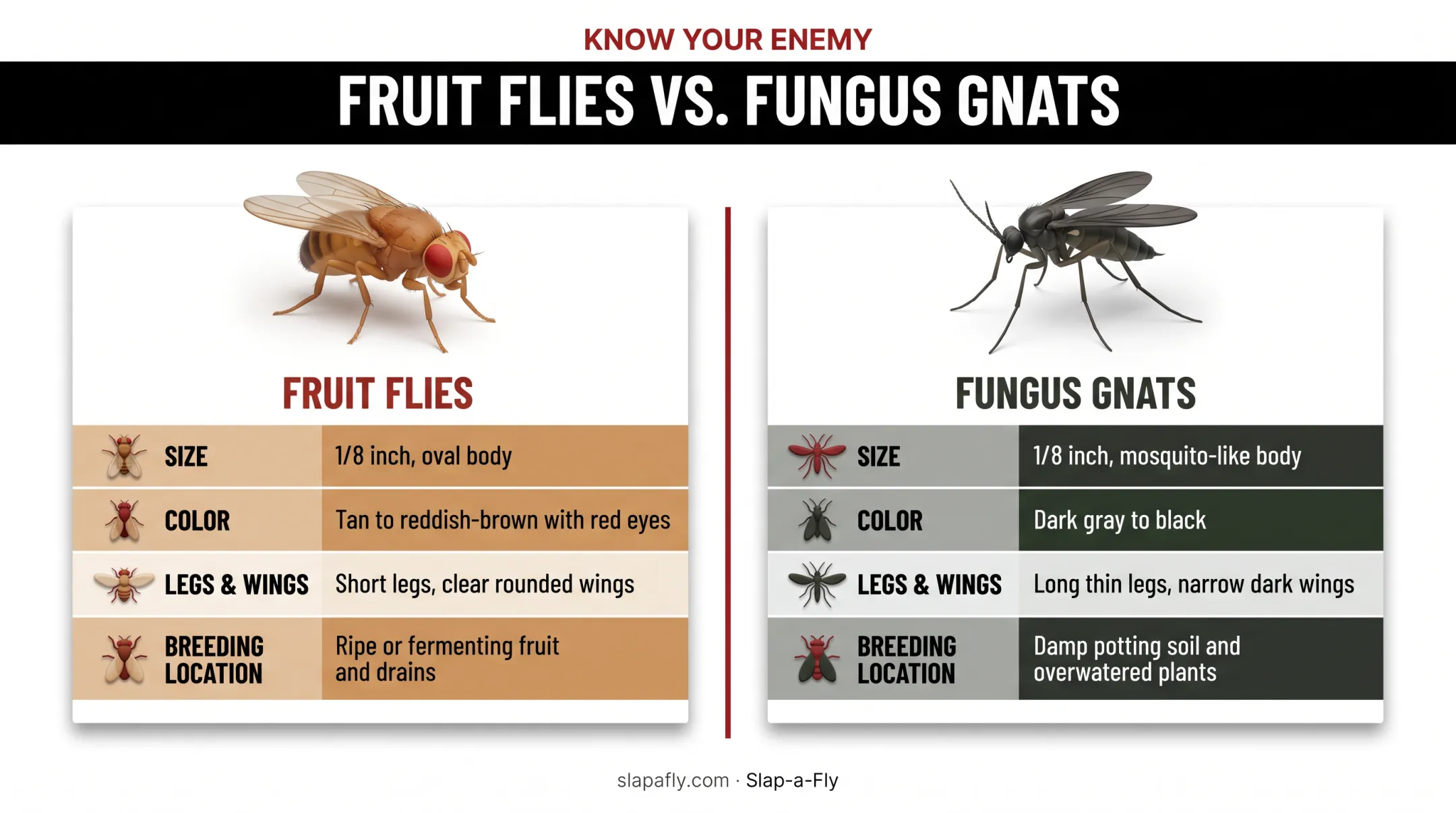 Fruit flies versus fungus gnats comparison chart with size color and breeding traits