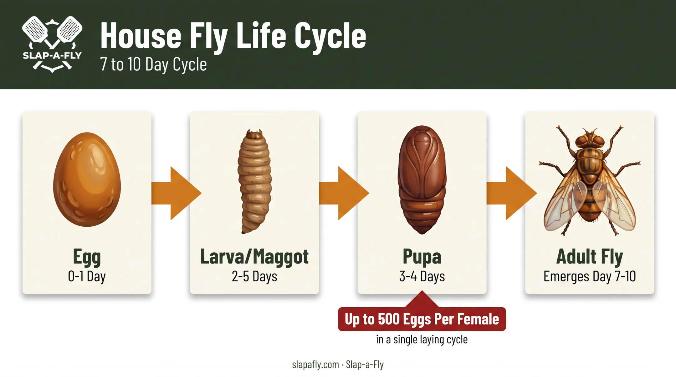House fly life cycle timeline from egg to adult in 10 days