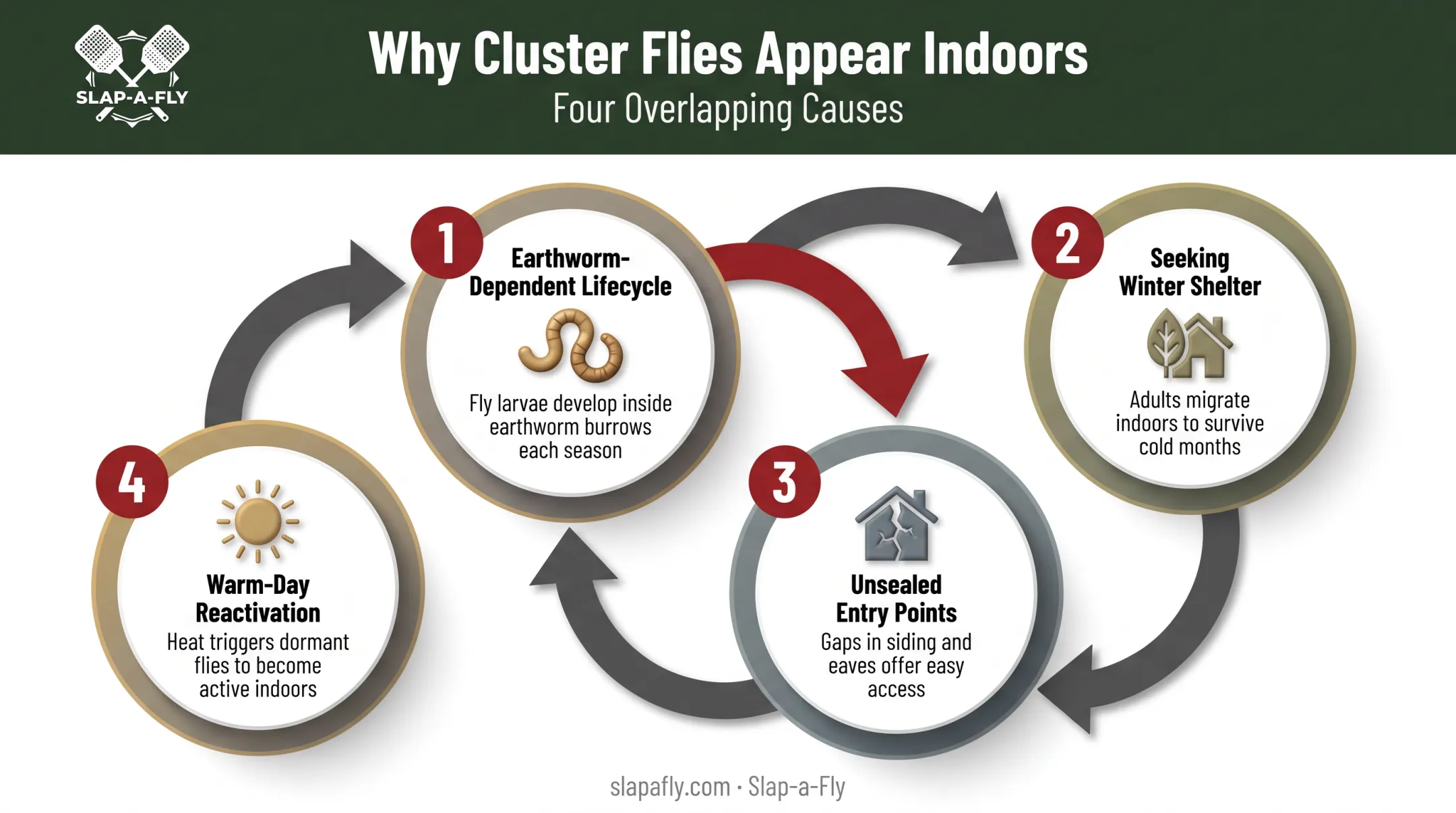 Four causes of cluster fly infestations lifecycle diagram