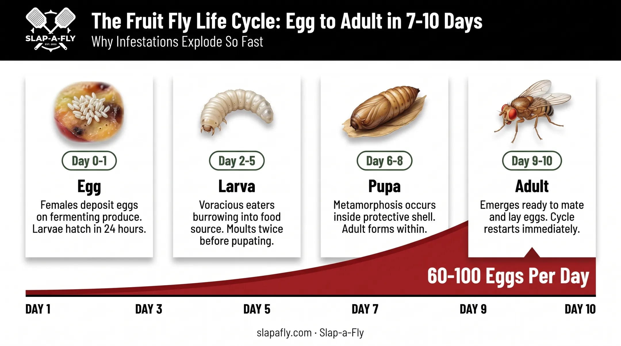 Fruit fly egg to adult life cycle timeline over ten days