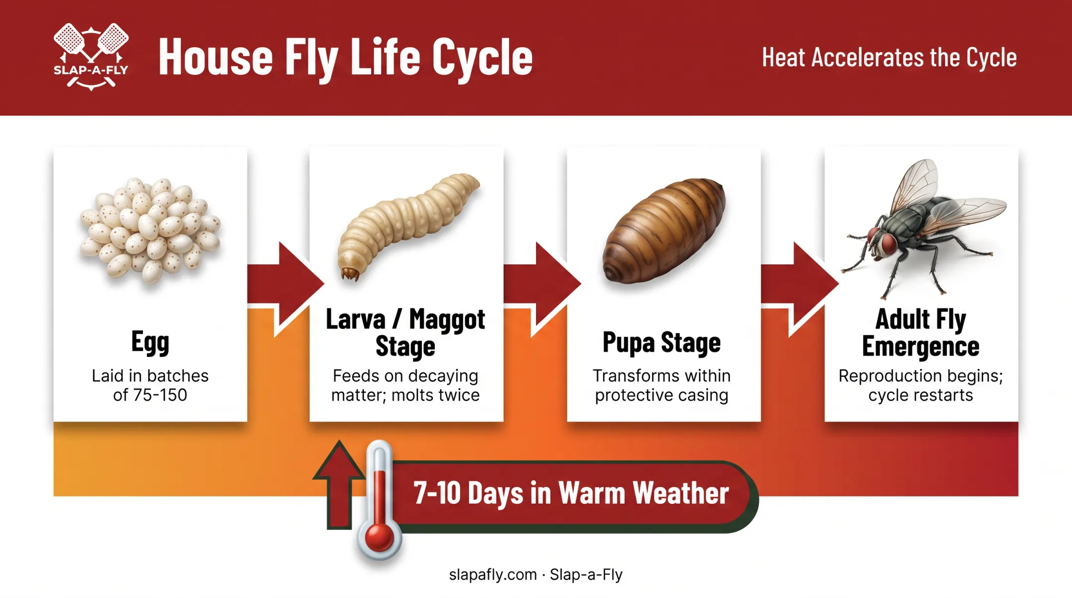 Fly life cycle timeline from egg to adult in warm weather
