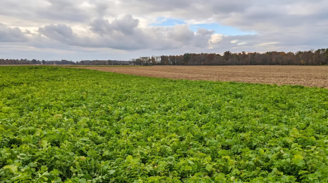 Cover crops growing in farm field protecting soil during off-season drought resilience