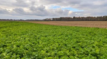 Cover crops growing in farm field protecting soil during off-season drought resilience