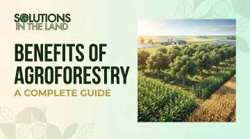 Benefits of Agroforestry: A Complete Guide