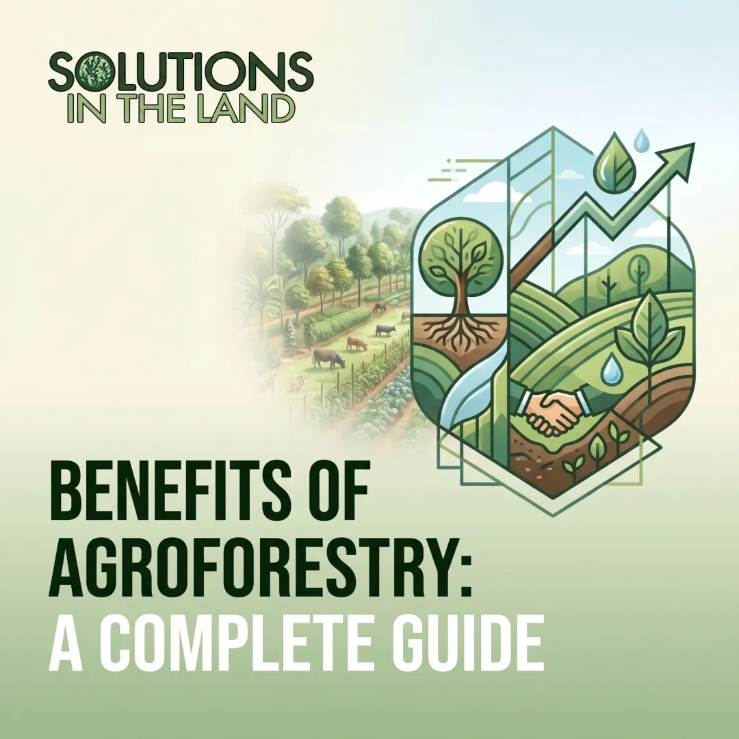 Benefits of Agroforestry: A Complete Guide