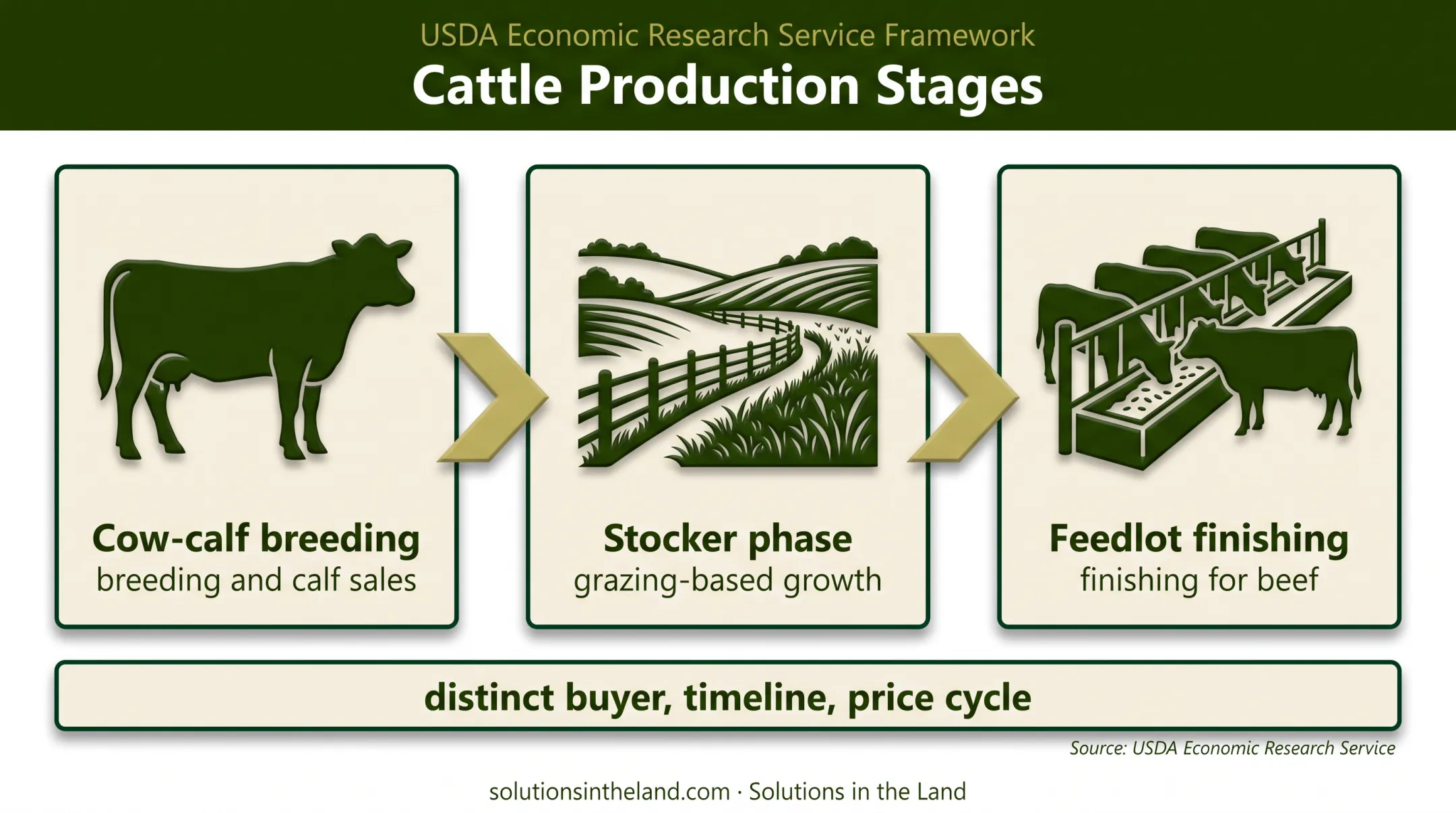 Three-stage beef production pathway from breeding to feedlot finishing