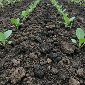 Healthy restored farm soil with emerging crops