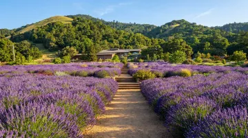 Vibrant photo of Matanzas Creek Winery's famous lavender fields in full bloom