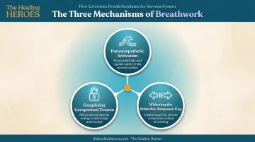 Three mechanisms of NeuroDynamic Breathwork for nervous system regulation