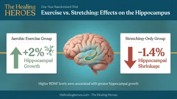 Aerobic exercise versus stretching effects on hippocampal brain volume