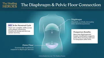 Diaphragm and pelvic floor connection diagram showing breathwork benefits for women